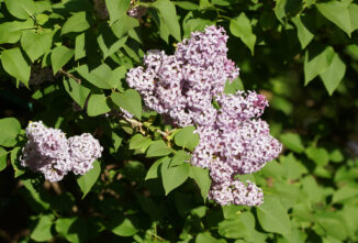 Lilac Recipes for Mother’s Day